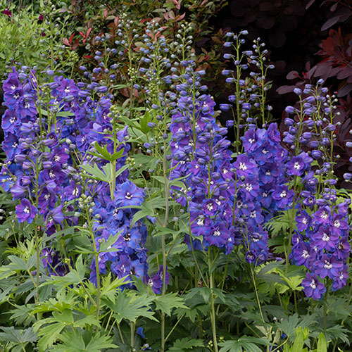 Delphinium Guardian Blue Delphinium Guardian Blue