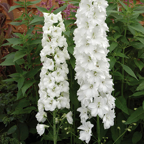 Delphinium Guardian White Delphinium Guardian White