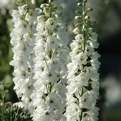 Delphinium Guardian Collection Delphinium Guardian Collection