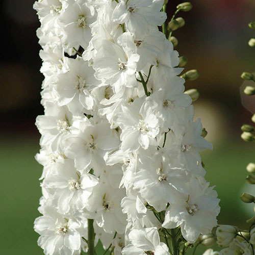 Delphinium Guardian Collection Delphinium Guardian Collection