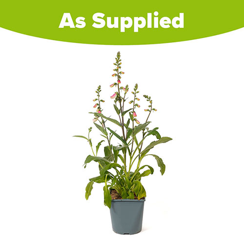 Foxglove Digitalis purpurea Hanabee Pink Foxglove Digitalis purpurea Hanabee Pink