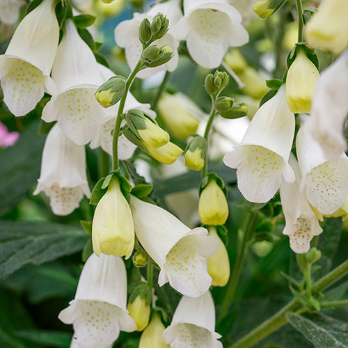 Foxglove Digitalis purpurea Hanabee White Foxglove Digitalis purpurea Hanabee White