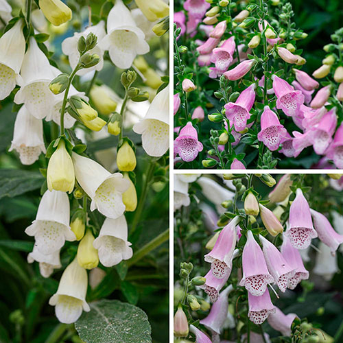 Digitalis Hanabee Foxglove Collection Digitalis Hanabee Foxglove Collection