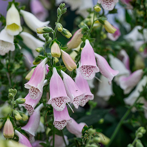 Digitalis Hanabee Foxglove Collection Digitalis Hanabee Foxglove Collection