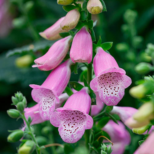 Digitalis Hanabee Foxglove Collection Digitalis Hanabee Foxglove Collection