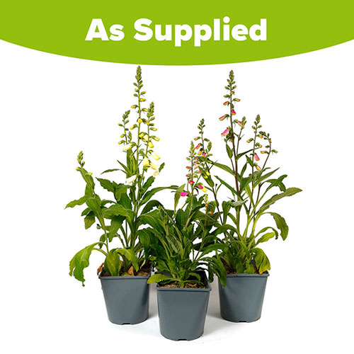 Digitalis Hanabee Foxglove Collection