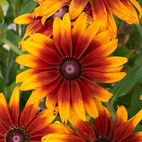 Rudbeckia Cappuccino