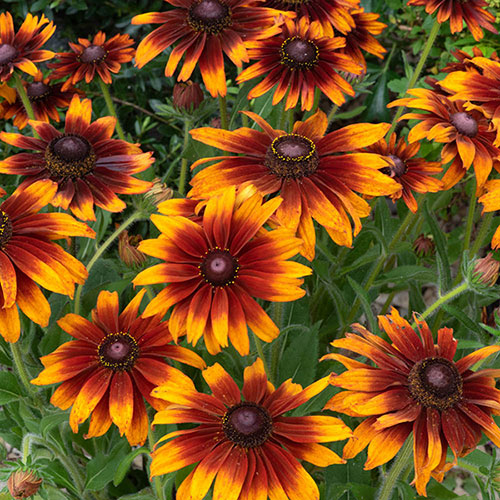 Rudbeckia Cappuccino