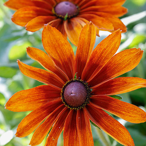 Rudbeckia Cappuccino