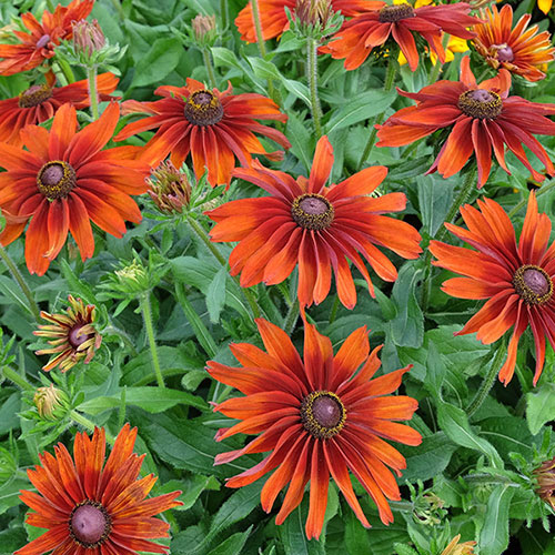Rudbeckia Cappuccino