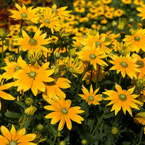 Rudbeckia Prairie Sun Rudbeckia Prairie Sun