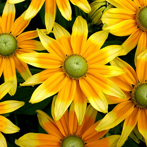 Rudbeckia Prairie Sun Rudbeckia Prairie Sun
