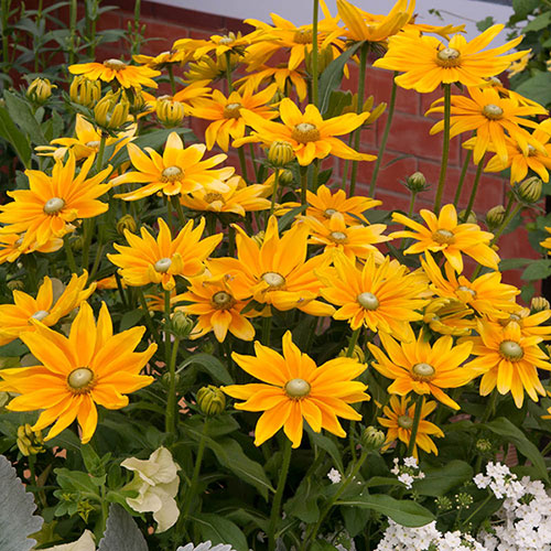 Rudbeckia Prairie Sun Rudbeckia Prairie Sun