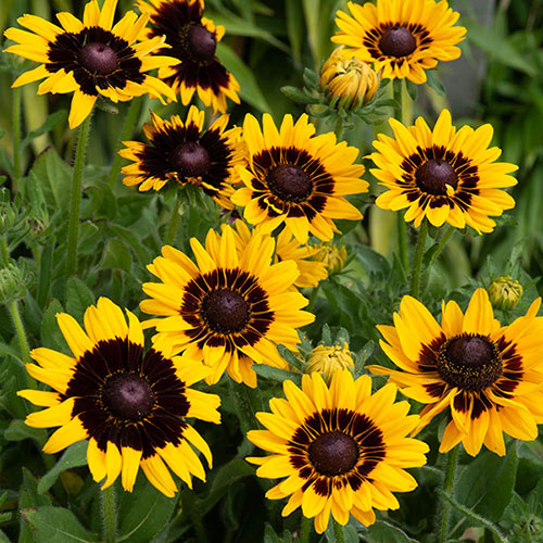 Rudbeckia Pawnee Spirit Rudbeckia Pawnee Spirit