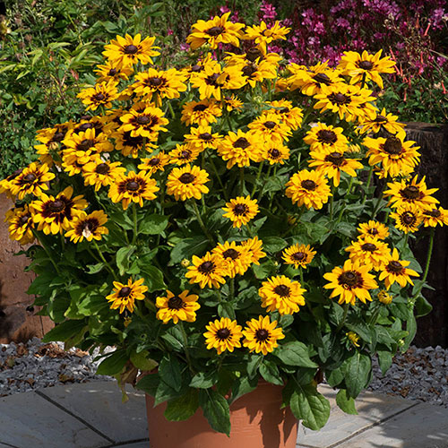 Rudbeckia Pawnee Spirit Rudbeckia Pawnee Spirit