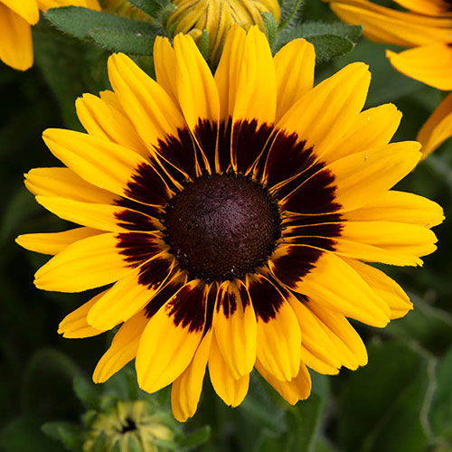 Rudbeckia Pawnee Spirit Rudbeckia Pawnee Spirit