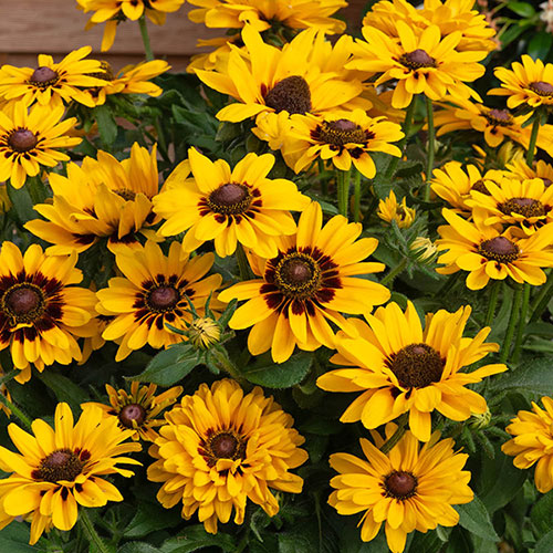 Rudbeckia Pawnee Spirit Rudbeckia Pawnee Spirit