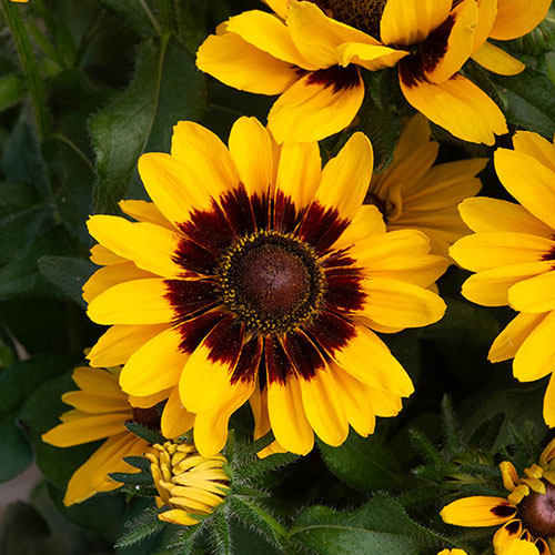 Rudbeckia Pawnee Spirit Rudbeckia Pawnee Spirit