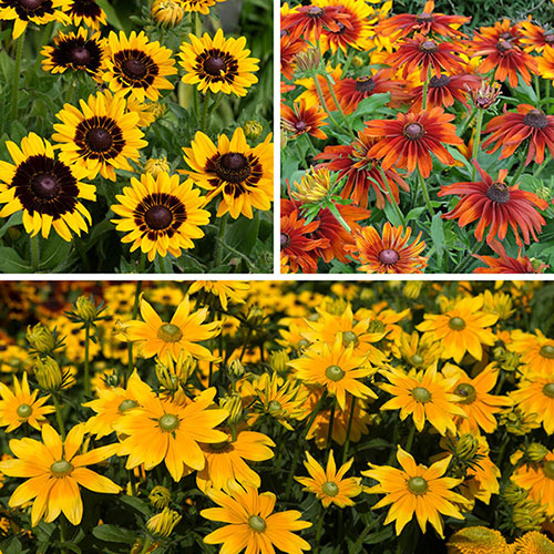 Rudbeckia hirta Collection Rudbeckia hirta Collection