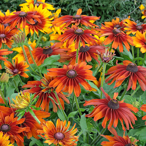 Rudbeckia hirta Collection Rudbeckia hirta Collection