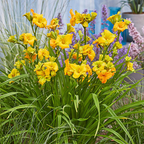Daylily See You Tomorrow