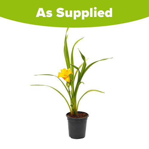 Daylily See You Tomorrow Daylily See You Tomorrow