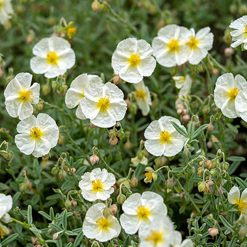 Rock Rose Collection