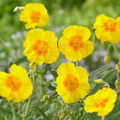 Rock Rose Collection