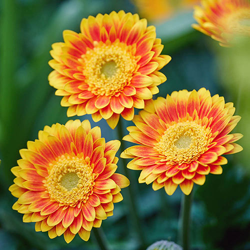 Hardy Gerbera Garvinea Sweet Collection Hardy Gerbera Garvinea Sweet Collection