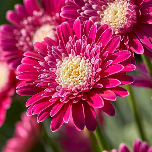 Hardy Gerbera Garvinea Sweet Collection Hardy Gerbera Garvinea Sweet Collection