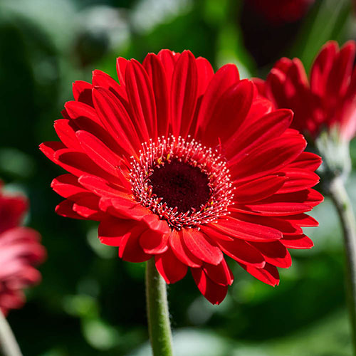 Hardy Gerbera Garvinea Sweet Collection Hardy Gerbera Garvinea Sweet Collection