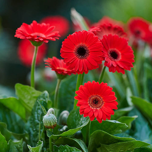 Hardy Gerbera Garvinea Sweet Collection Hardy Gerbera Garvinea Sweet Collection