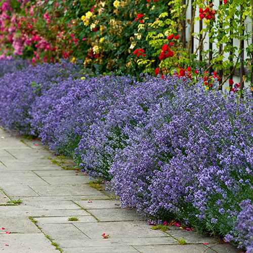 Border-Boosting Fragrant Lavender