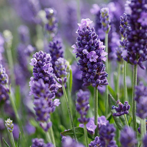 Border-Boosting Fragrant Lavender
