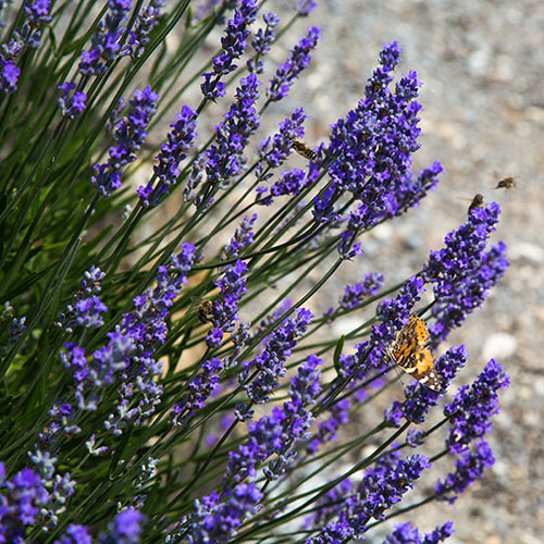 Border-Boosting Fragrant Lavender