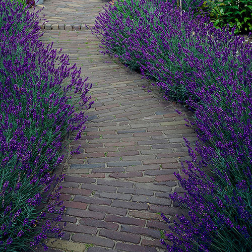 Border-Boosting Fragrant Lavender