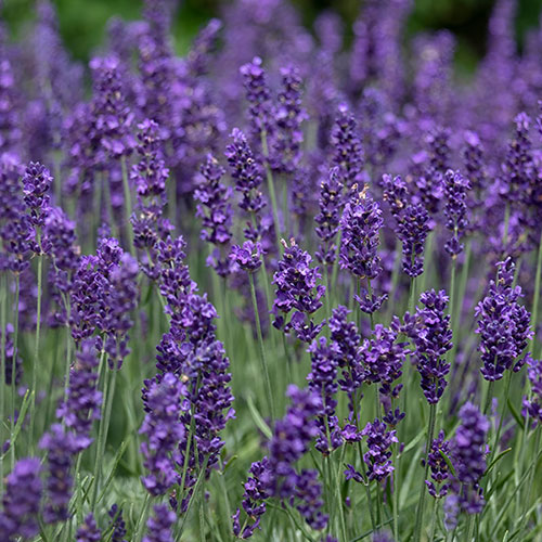 Border-Boosting Fragrant Lavender