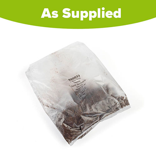 Giant Peony Sarah Bernhardt Giant Peony Sarah Bernhardt