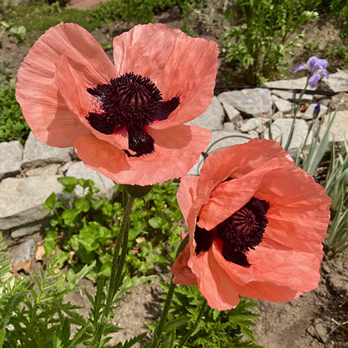 Premium Oriental Poppy Collection