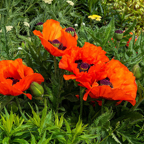 Premium Oriental Poppy Collection
