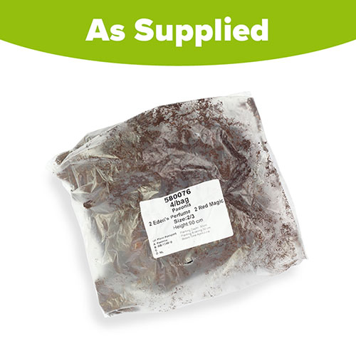 Fragrant & Magical Peony Collection