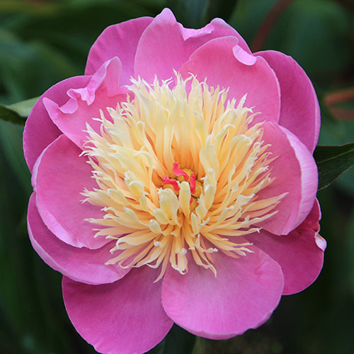 Peony Bowl of Beauty