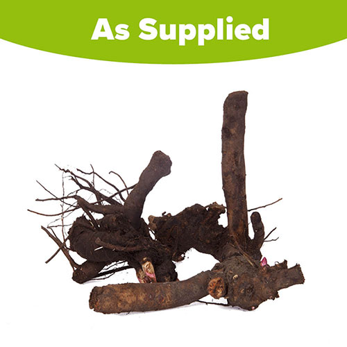 Peony Bowl of Beauty