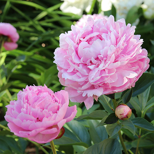 Peony Sarah Bernhardt