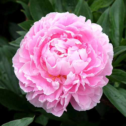 Peony Sarah Bernhardt