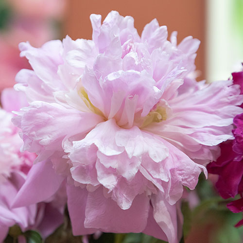 Peony Edens Perfume