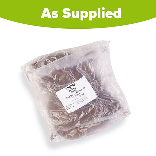 Peony Red Sarah Bernhardt Peony Red Sarah Bernhardt