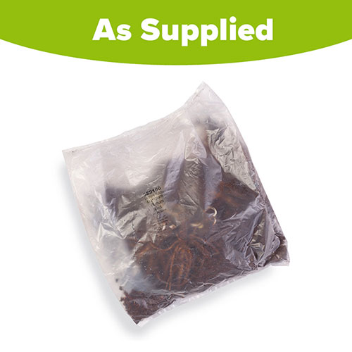 Eryngium planum Sea Holly