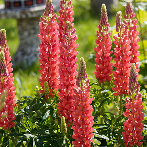 Lupin Russell Hybrids Lupin Russell Hybrids