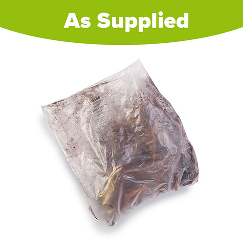 Lupin Russell Hybrids Lupin Russell Hybrids